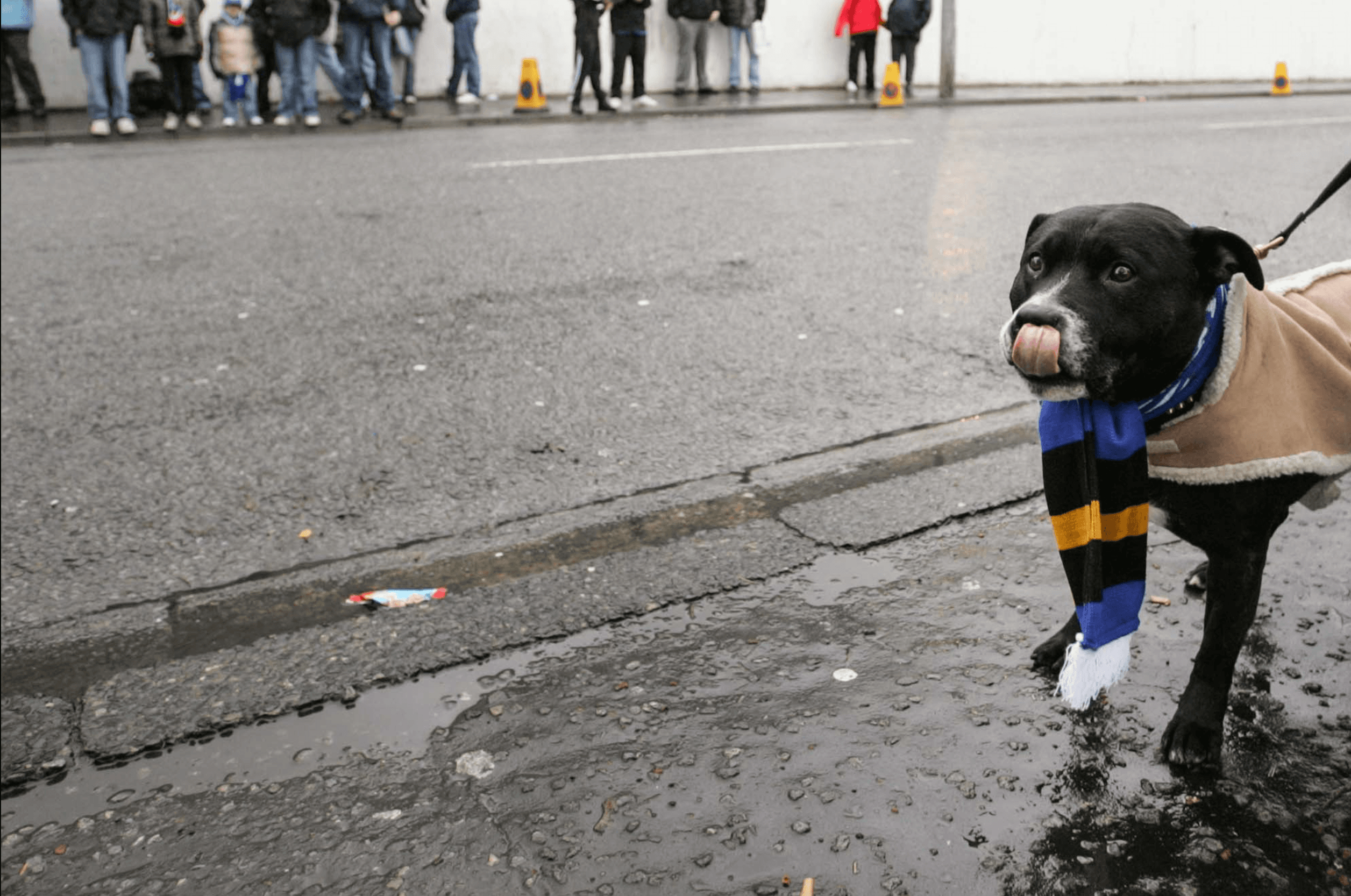 Loyalists vs Plastic Fans